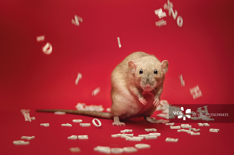 红色背景下红桌上的老鼠特写图片素材