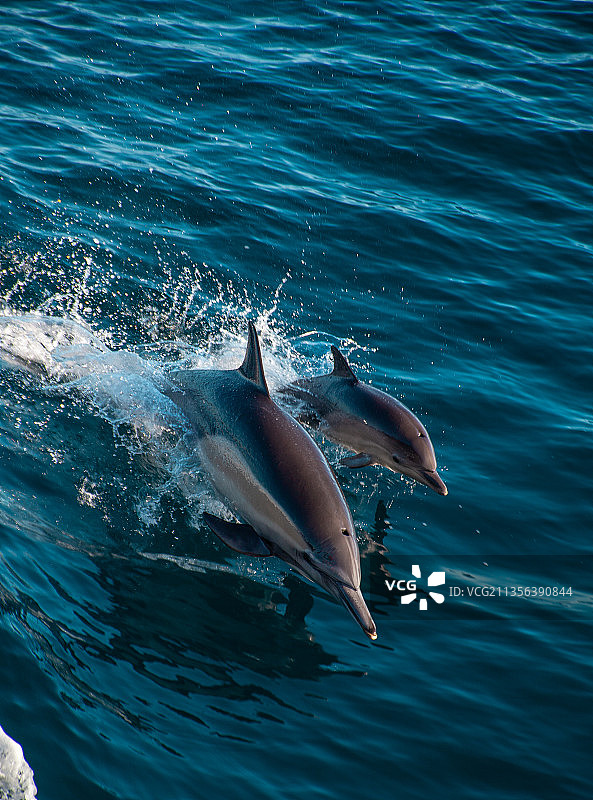 美国加利福尼亚州文图拉海中海豚游泳的高角度照片图片素材