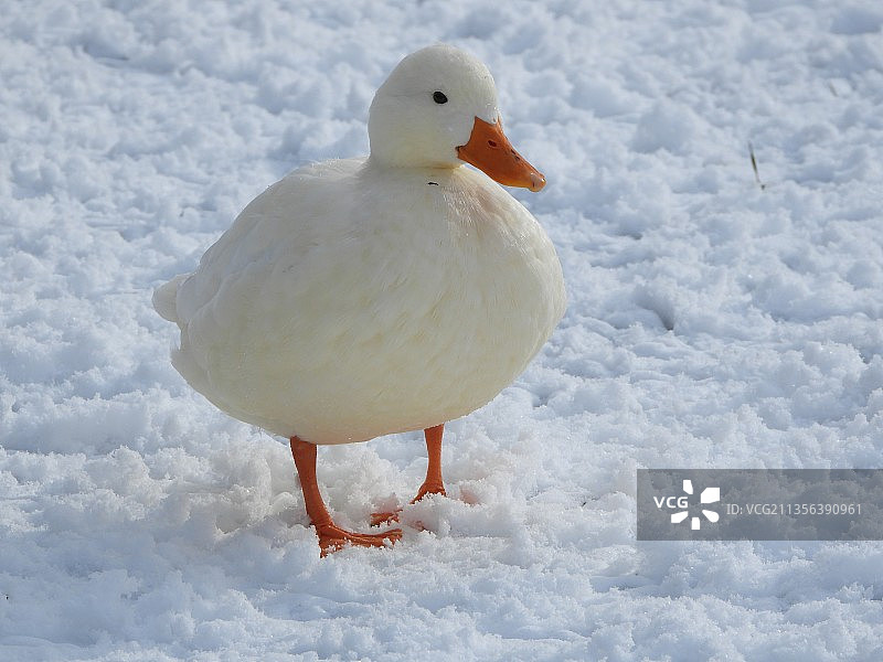 雪地上的绿头鸭特写图片素材
