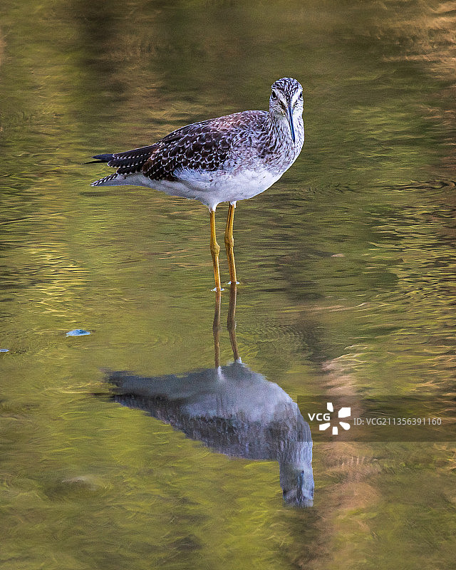 大黄脚鹬栖息在湖中的侧视图图片素材