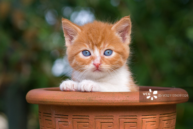 坐在椅子上的小猫特写肖像，荷兰图片素材