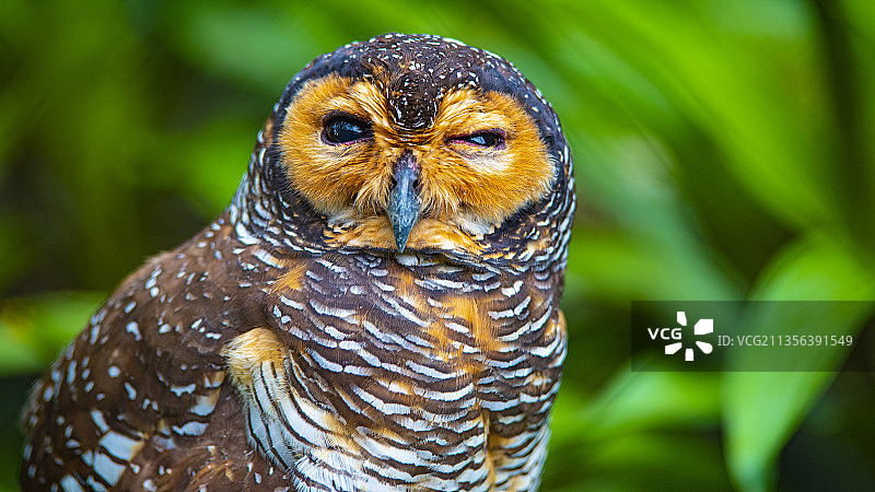 猫头鹰特写，马来西亚图片素材