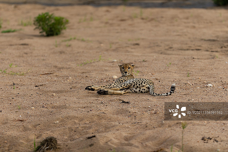 田野上的猎豹俯视照片图片素材
