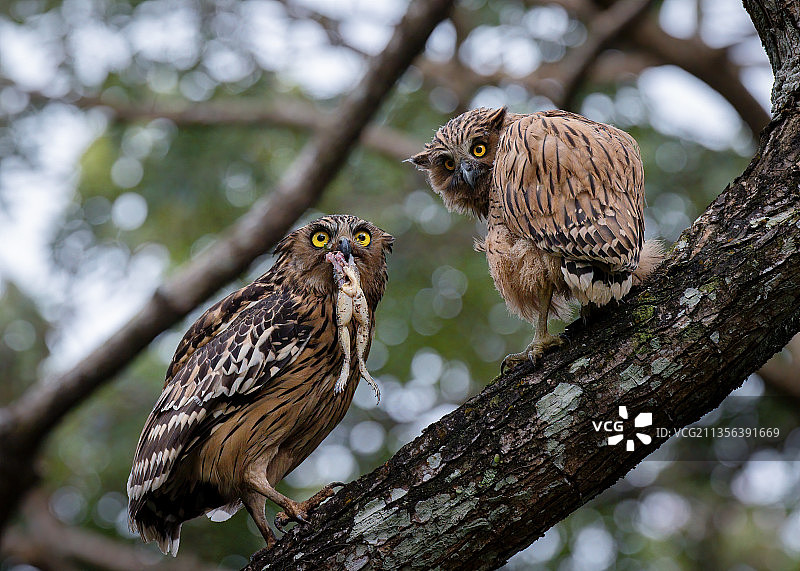 年轻的横斑林鸮栖息在树枝上，新加坡图片素材