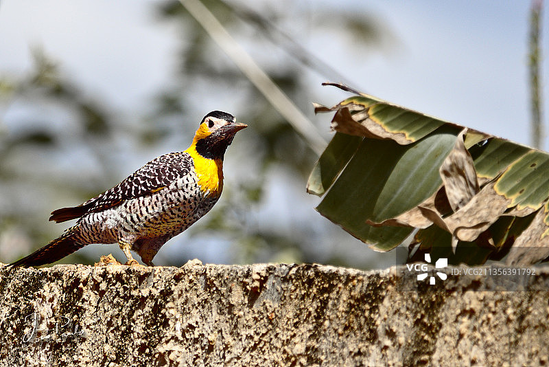 啄木鸟栖息在挡土墙上的特写图片素材