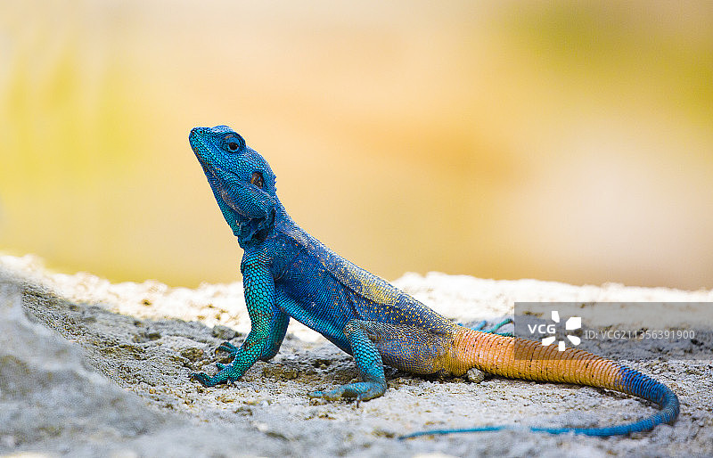 鬣蜥在岩石上的特写图片素材