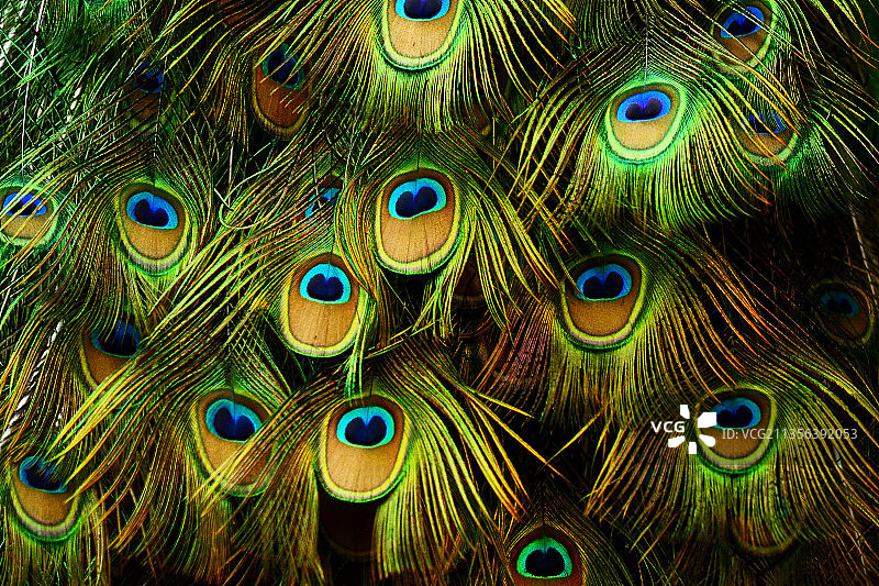 孔雀羽毛全画幅照片图片素材