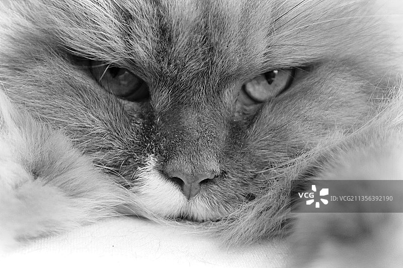 猫的特写肖像图片素材