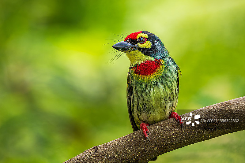 巴基斯坦拉合尔的鸣鵖栖息在树枝上特写图片素材