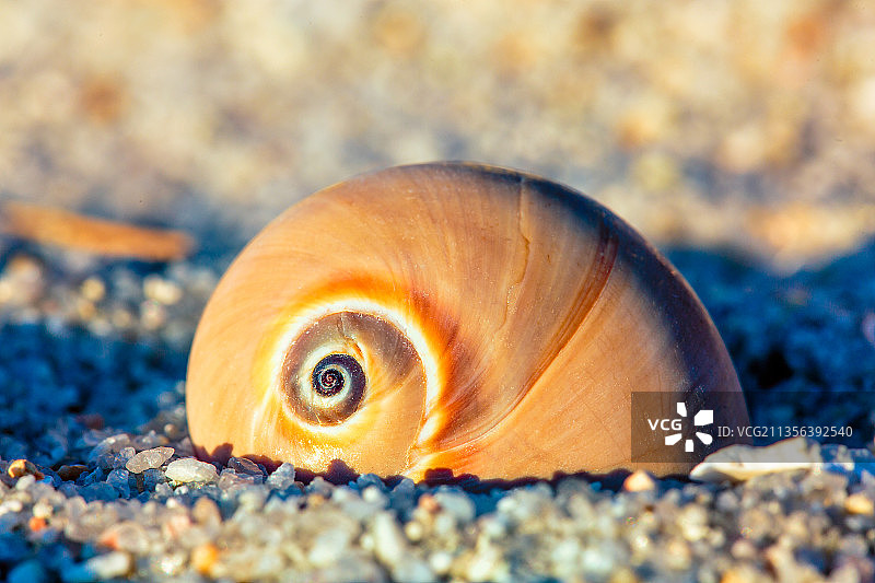 海滩沙滩上的贝壳特写图片素材