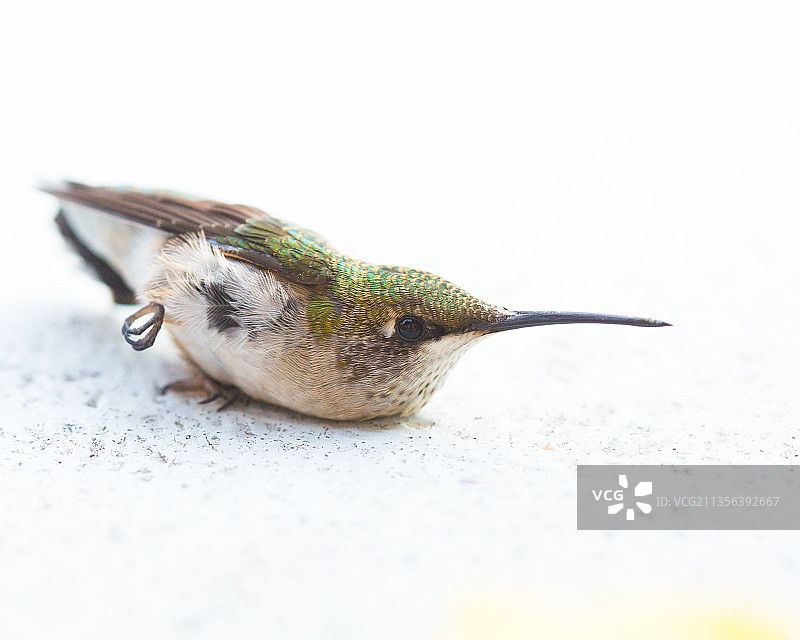 棕煌蜂鸟的特写，多伦多，安大略省，加拿大图片素材