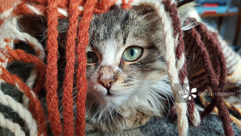 猫的特写肖像图片素材