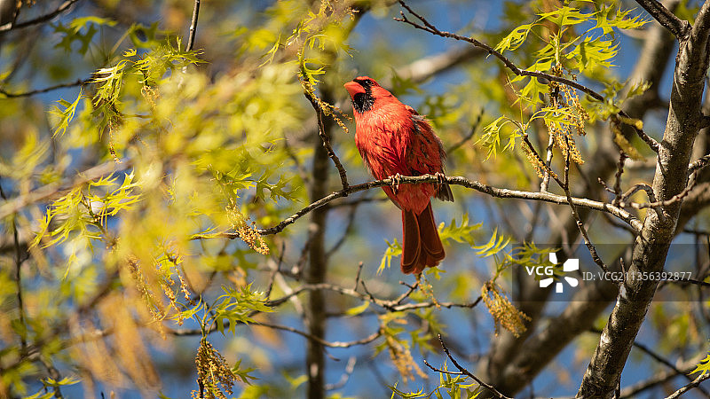 栖息在树上的北美红雀，美国密苏里州圣罗伯特图片素材