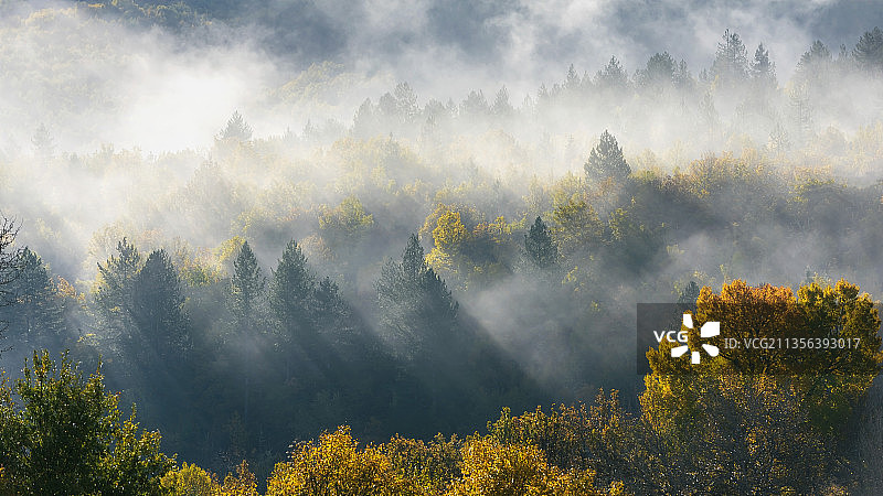 希腊天空下的森林树木全景图片素材