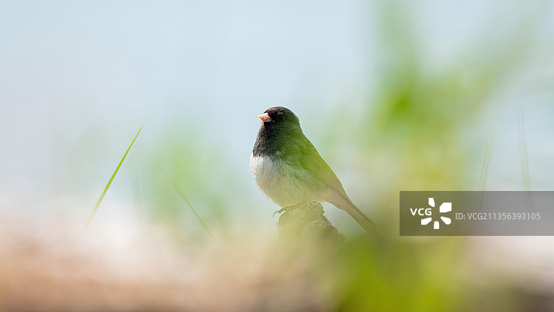 近距离拍摄栖息在植物上的深色鸟类，加拿大安大略省图片素材
