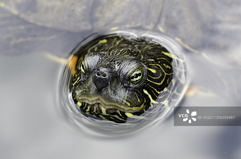 红耳滑龟在湖中游泳的特写图片素材