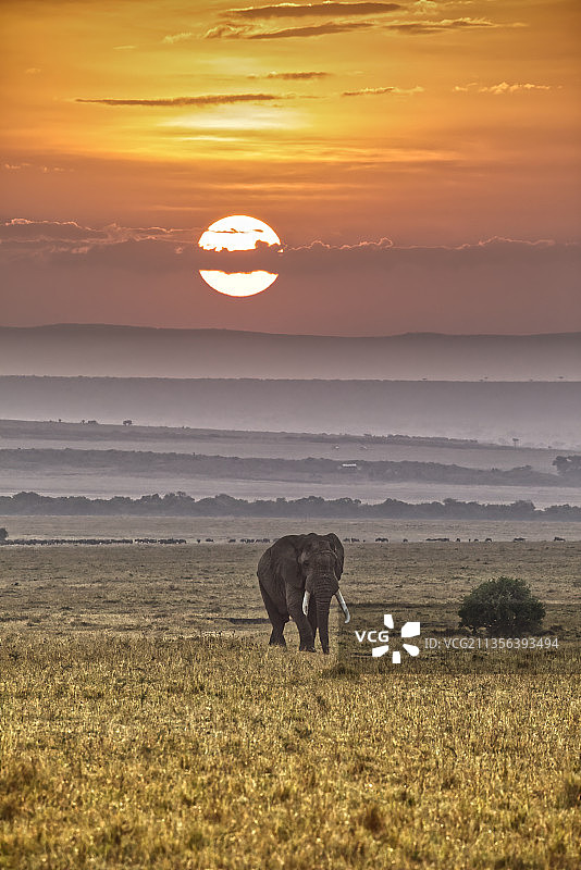 非洲象站在肯尼亚马赛马拉国家保护区的田野上图片素材