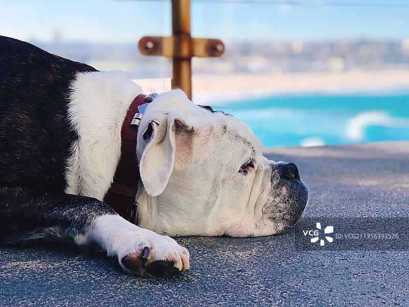 躺在路上的斗牛犬的特写图片素材