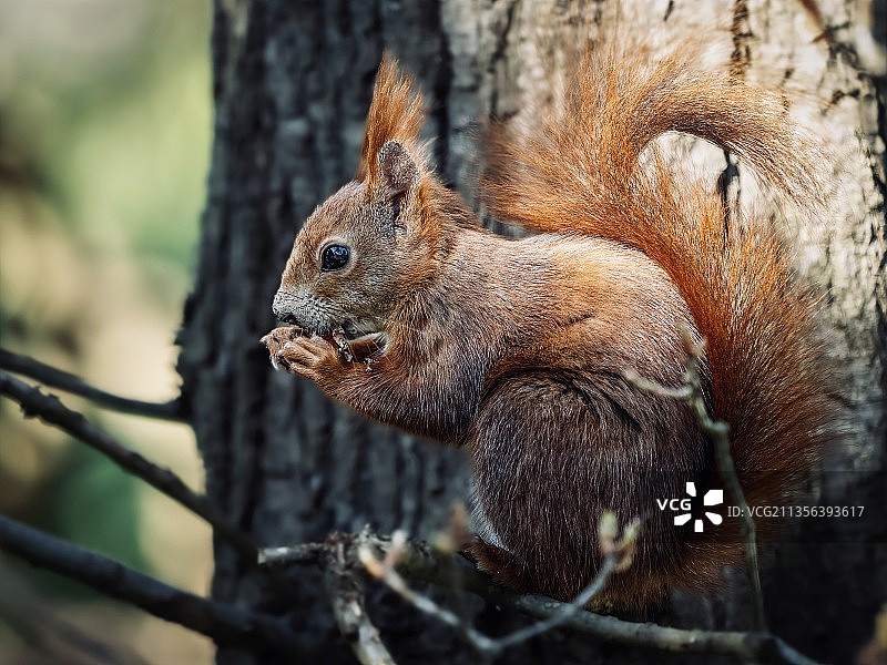 德国汉诺威，树干上的美洲红松鼠特写图片素材