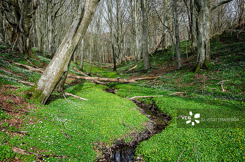 森林中生长的树木，丹麦腓特烈港图片素材