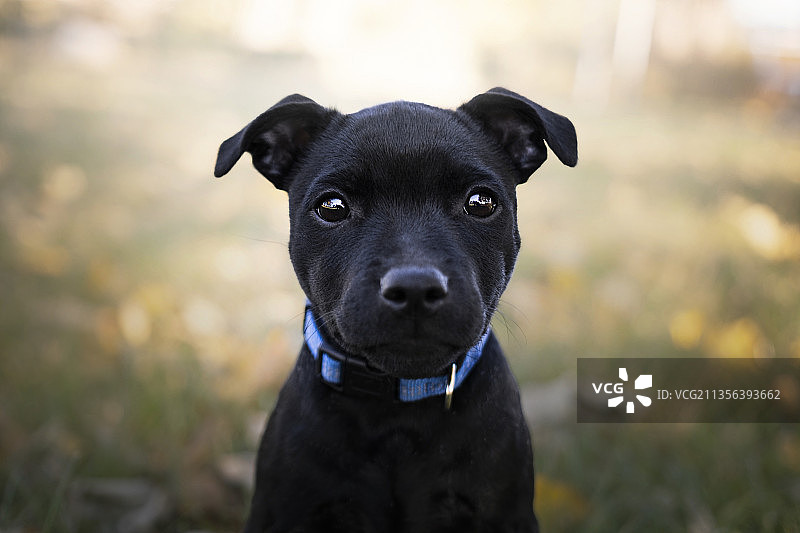 斯塔福德郡黑色斗牛犬特写肖像，波兰图片素材