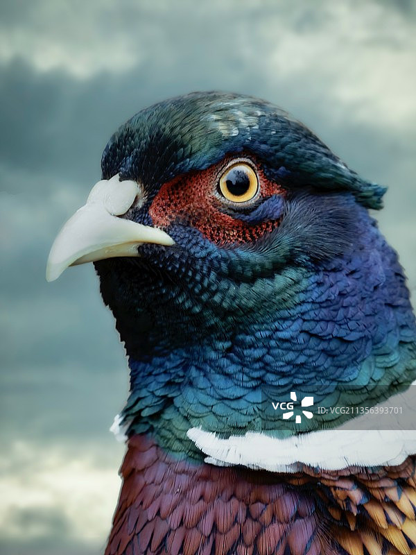 德国阿姆鲁姆岛野鸡特写图片素材