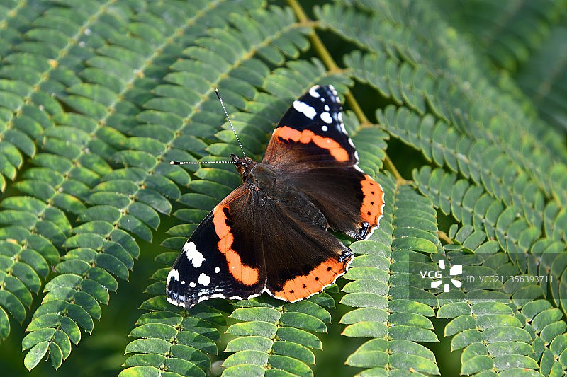 叶子上的蝴蝶特写图片素材