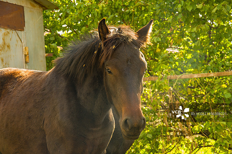 亚美尼亚，站在植物前的小马肖像图片素材