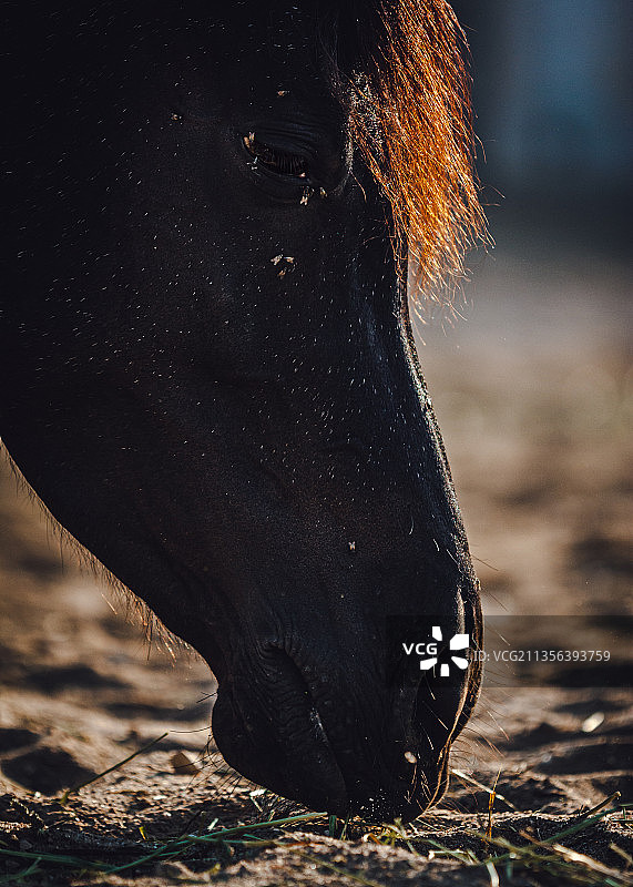 卡塔尔多哈小马特写图片素材