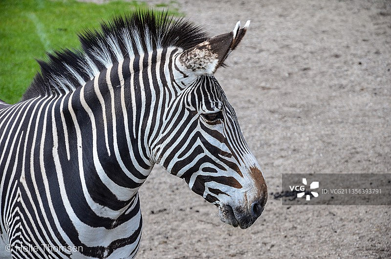 原野上细纹斑马特写，丹麦奥尔堡图片素材