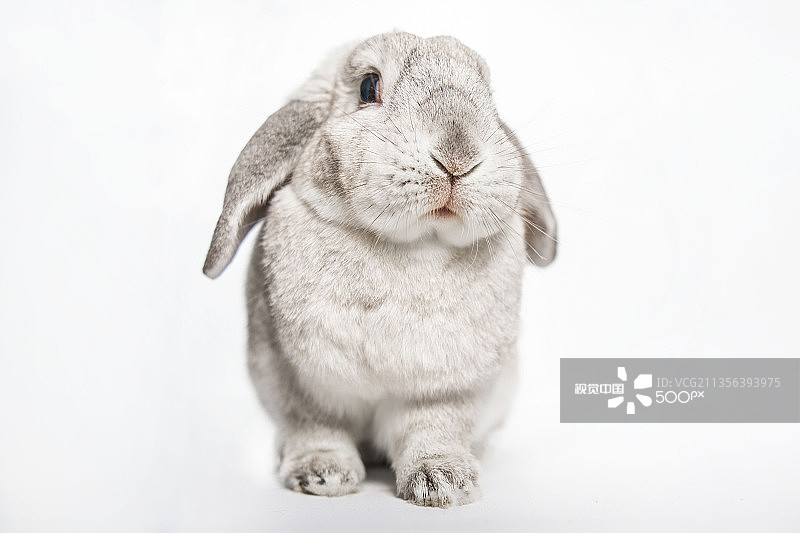 白色背景下的侏儒垂耳兔特写图片素材