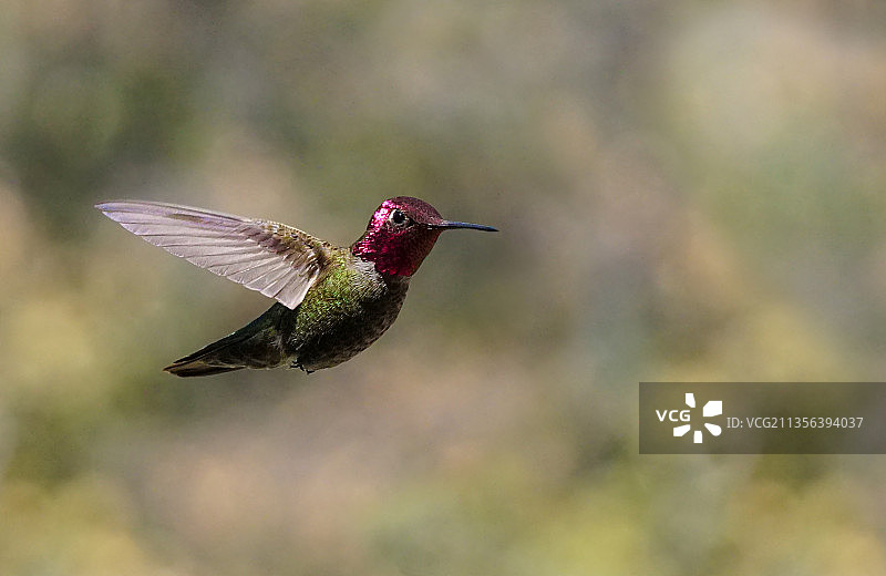 蜂鸟户外飞行特写图片素材