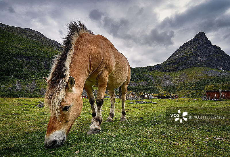 挪威罗马达伦，纯种马在田野上吃草的侧视图图片素材