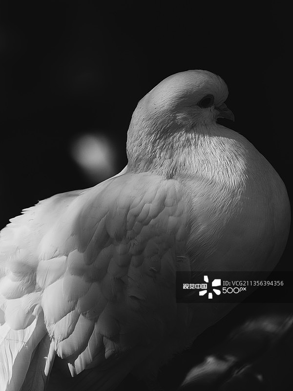 户外栖息的鸽子特写图片素材