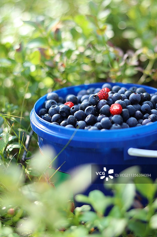 容器中蓝莓特写图片素材