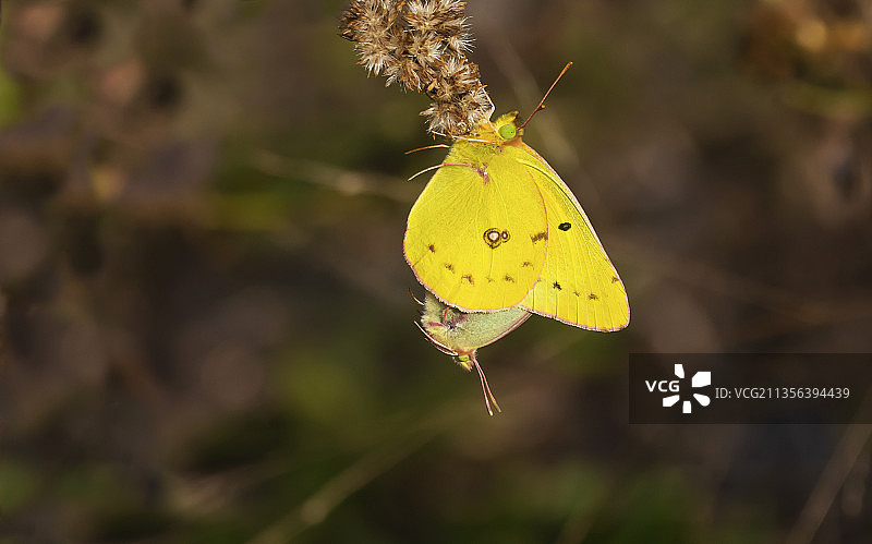 蝴蝶在黄色花朵上采蜜特写，美国宾夕法尼亚州汉诺威镇图片素材
