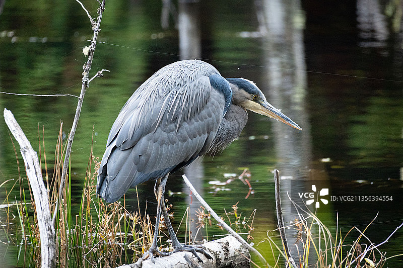 栖息在湖边的灰鹭侧面图，加拿大走私者湾海洋省立公园图片素材