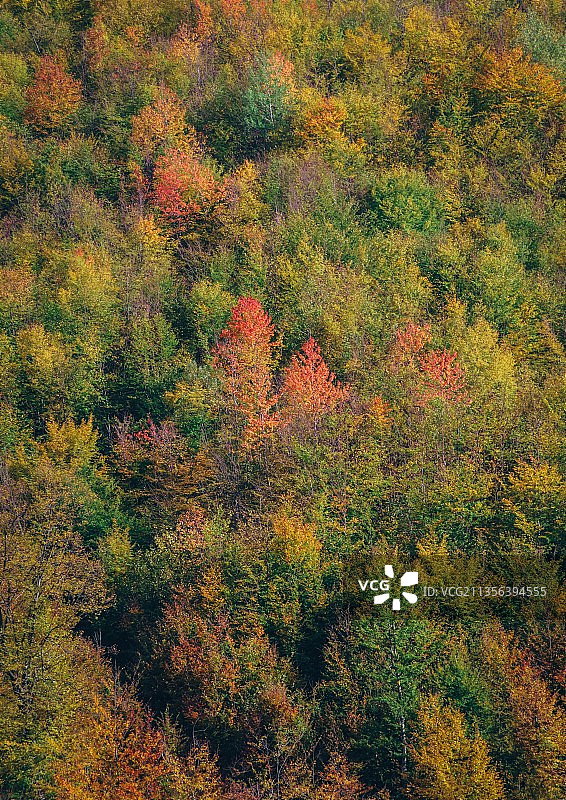 秋季森林中树木的鸟瞰图图片素材