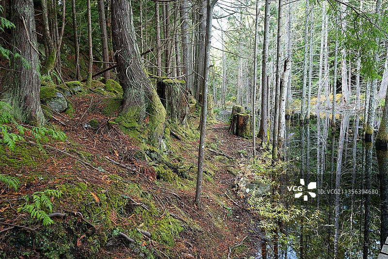 加拿大走私者湾海洋省立公园的森林树木图片素材
