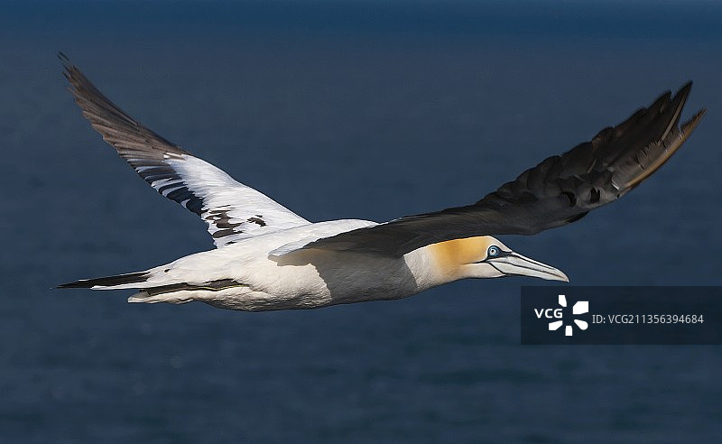 海鸥飞过德国黑尔戈兰岛海面特写图片素材