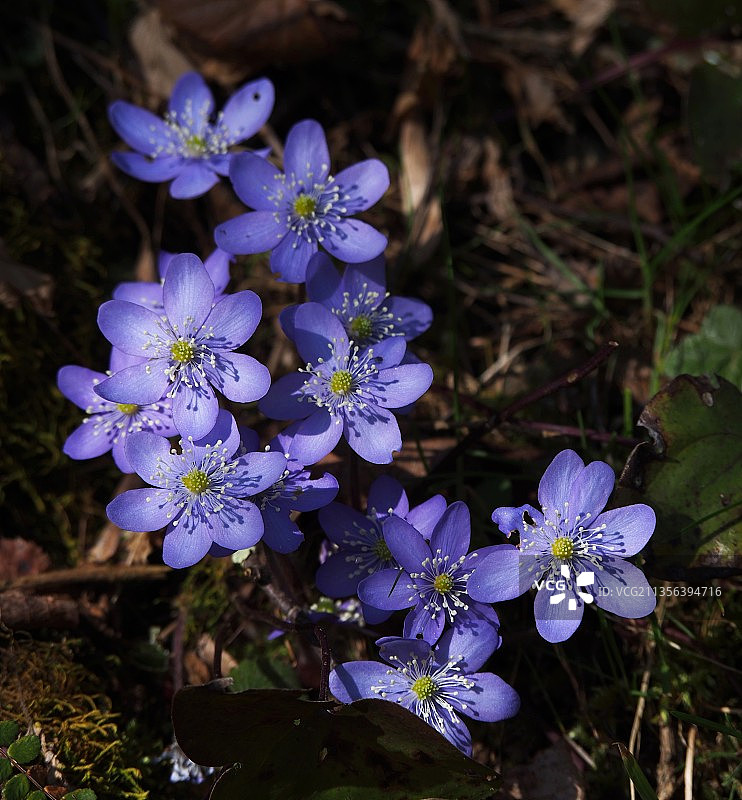 紫色花卉特写，意大利韦尔切利莫尔卡图片素材