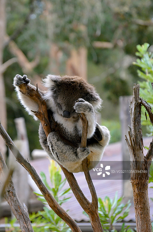 树上的猴子特写图片素材