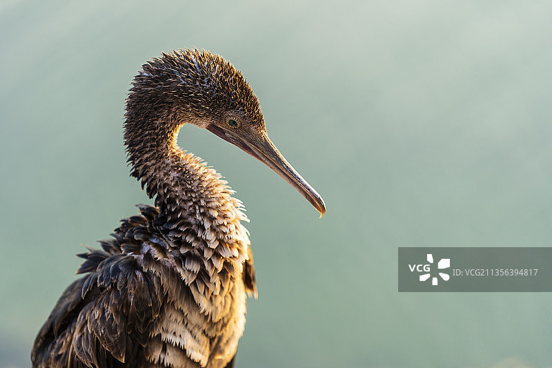 户外栖息的朱鹭特写图片素材