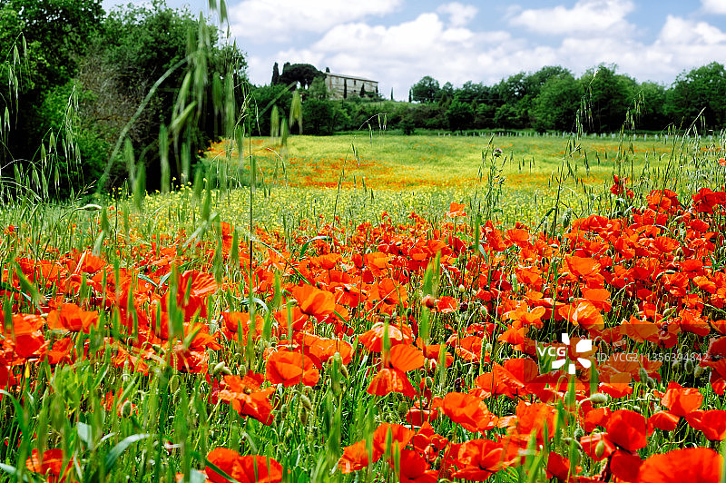 红色植物特写：意大利田野上的红色植物图片素材