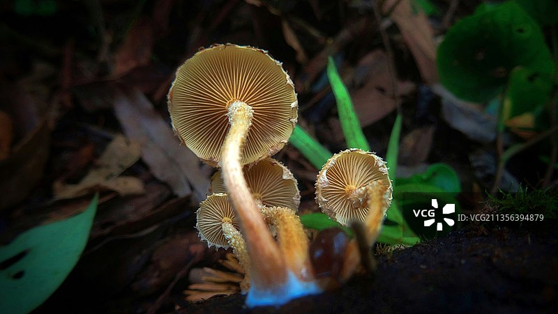 田间蘑菇生长的特写镜头图片素材