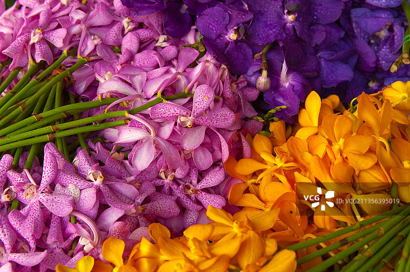 彩色花朵特写镜头图片素材