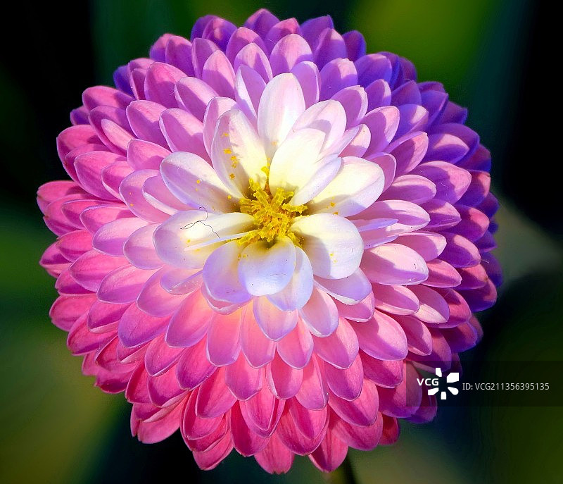 巴西库里提巴粉色大丽花特写图片素材