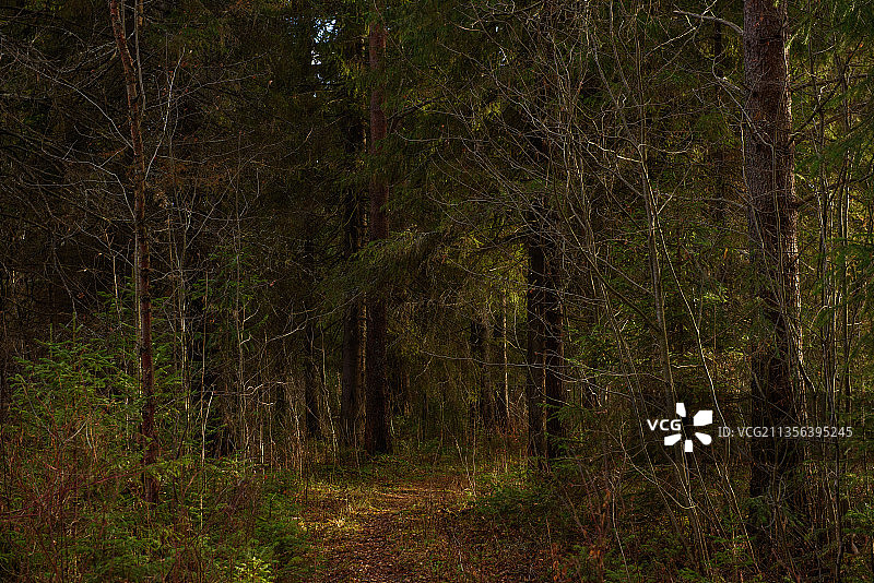 森林中生长的树木图片素材