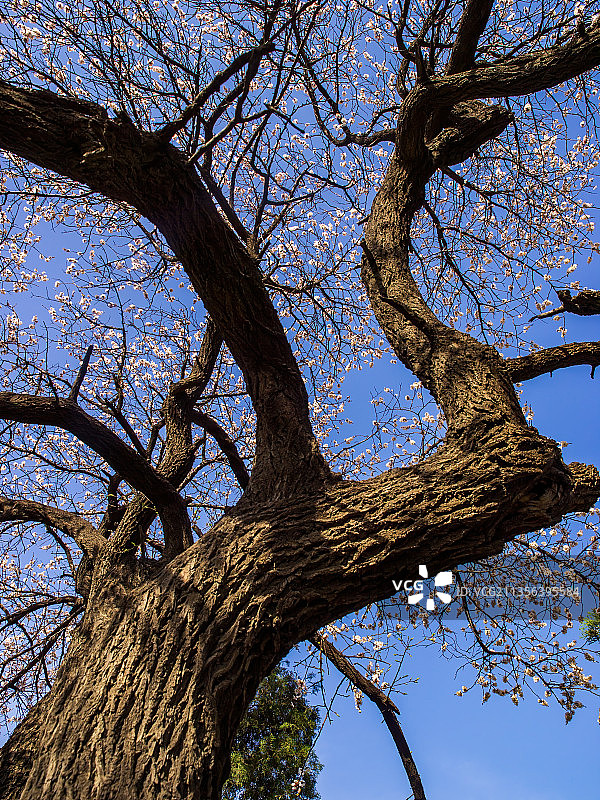 郑州伏羲山杏花—新密楼院杏花—神仙洞景区图片素材