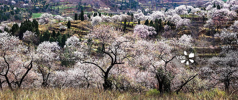 郑州伏羲山杏花—新密楼院杏花—神仙洞景区图片素材